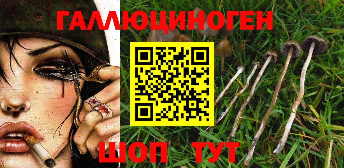 Псилоцибиновые грибы Psilocybe  Вход с VPN  Кингисепп 